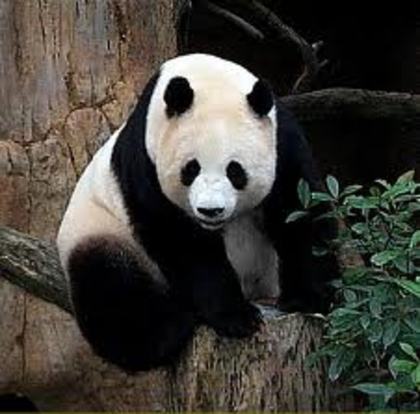 panda 14 - adoptati un panda