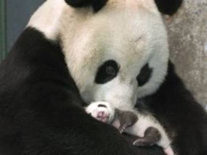 panda 16 - adoptati un panda