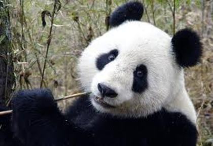 papushykcutza - adoptati un panda