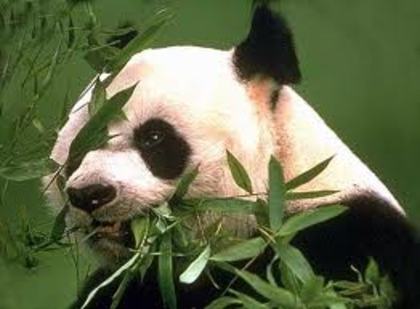 panda 20 - adoptati un panda