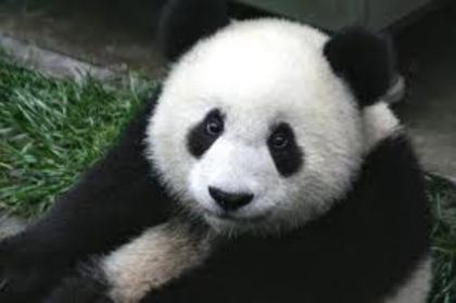 panda 22 - adoptati un panda