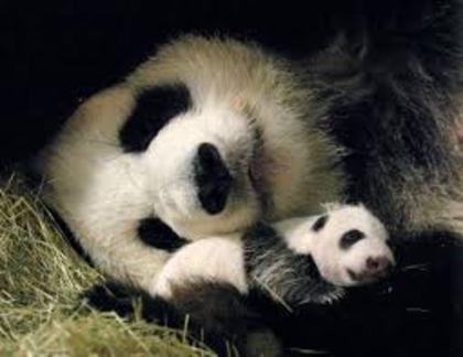 panda 24 - adoptati un panda