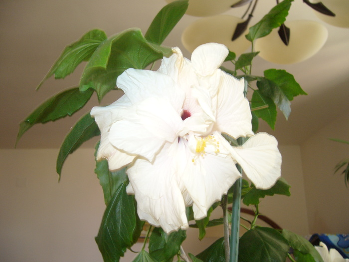 hibi alb crem batut - D-hibiscus 2010