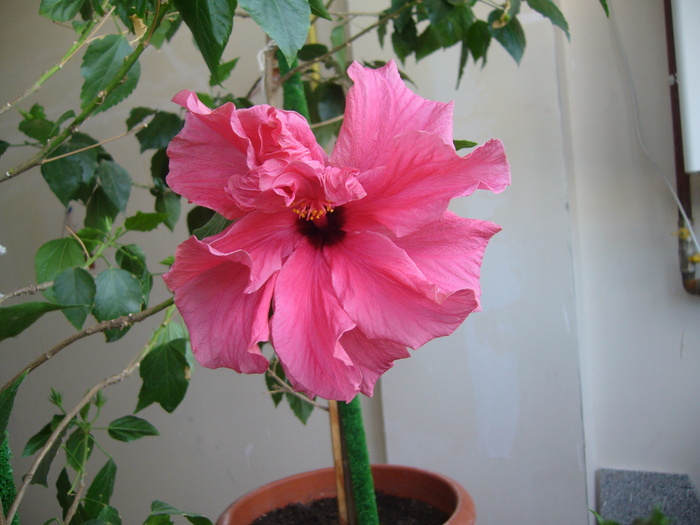 hibi siclam dublu - D-hibiscus 2010