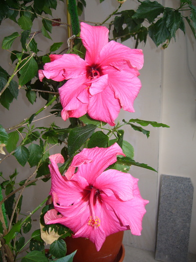 hibi siclam dublu - D-hibiscus 2010