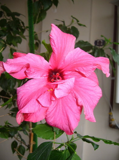 hibi siclam dublu - D-hibiscus 2010