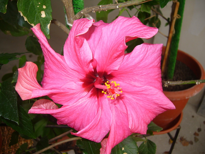 hibi siclam dublu - D-hibiscus 2010