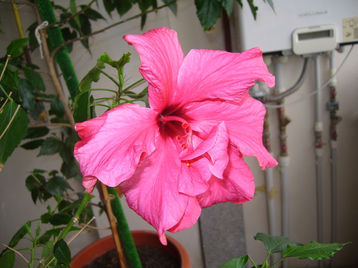 hibi siclam dublu - D-hibiscus 2010