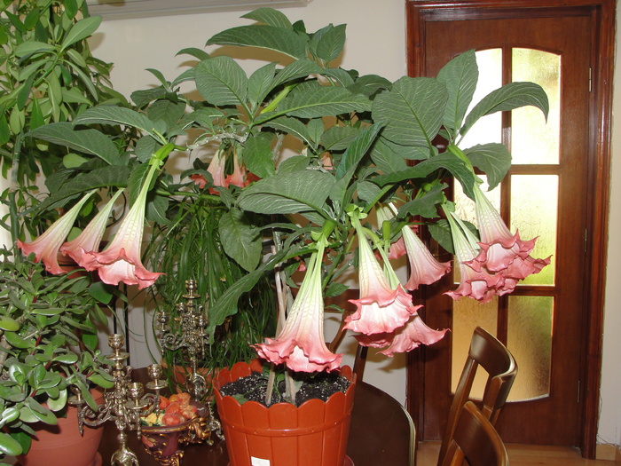 brugmansia roz; trompeta ingerilor-brugmansia
