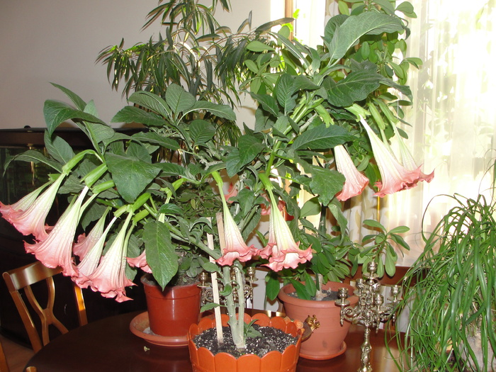 brugmansia roz; trompeta ingerilop
