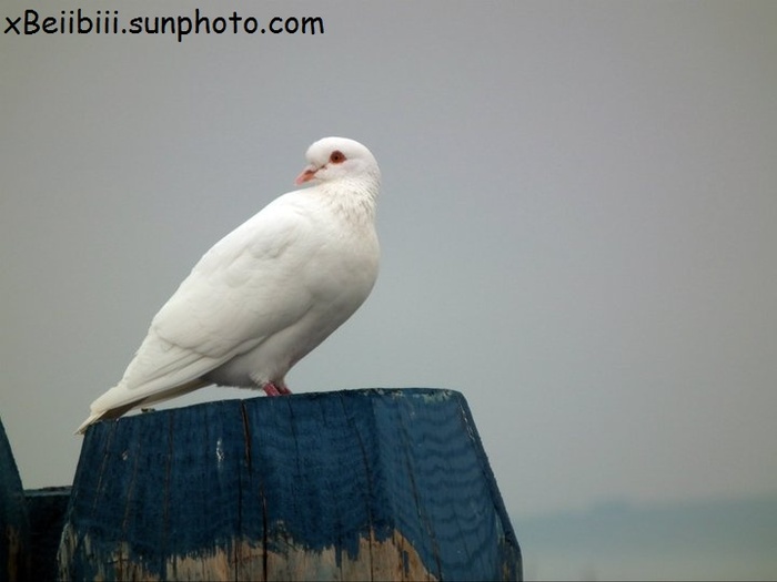 > :x < - x - Photo by me - Original - x