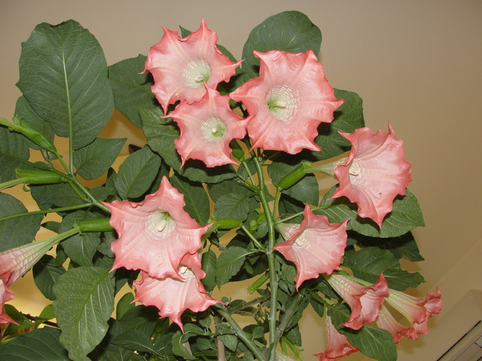 brugmansia roz