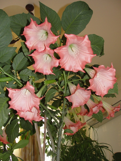 brugmansia roz - D-plante de interior 2010
