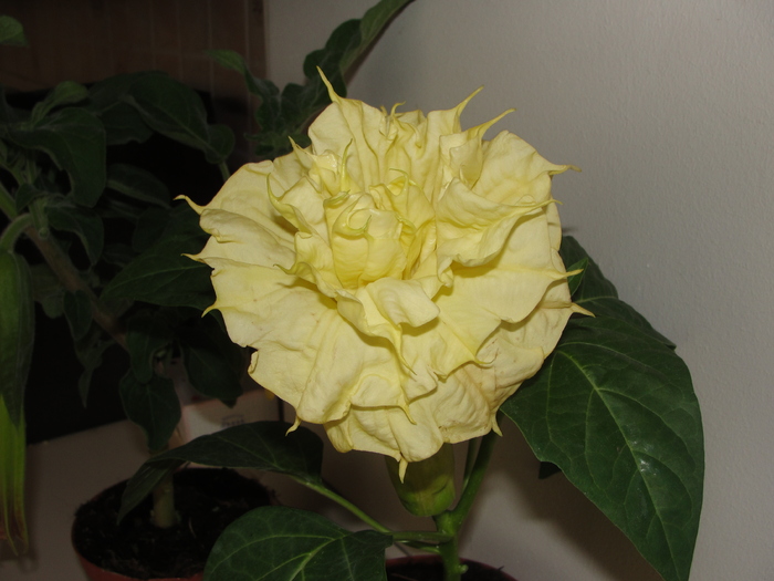 datura-am pierdut-o