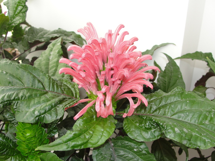 jacobinia carnea