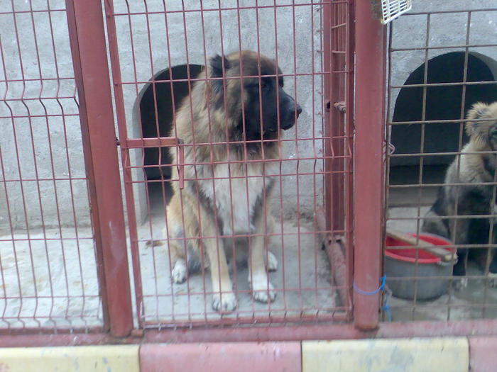 Imag246 - ciobanesc caucazian