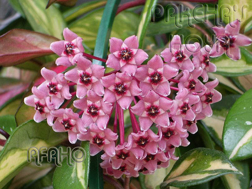  - Hoya Carnosa tricolor