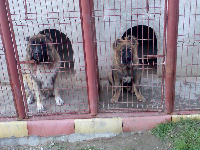 Imag301 - ciobanesc caucazian