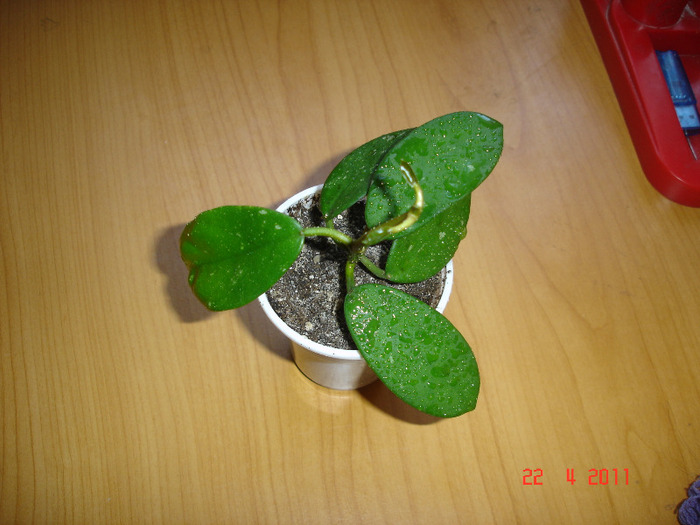 DSC01233 - Hoya Diversifolia