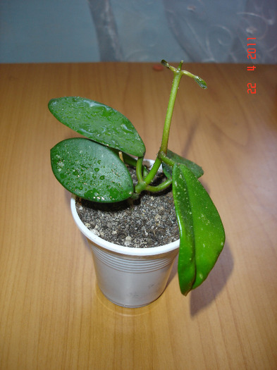 DSC01234 - Hoya Diversifolia