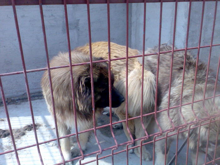 Imag397 - ciobanesc caucazian