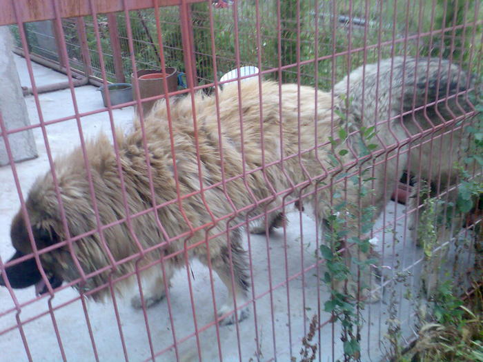 Imag402 - ciobanesc caucazian