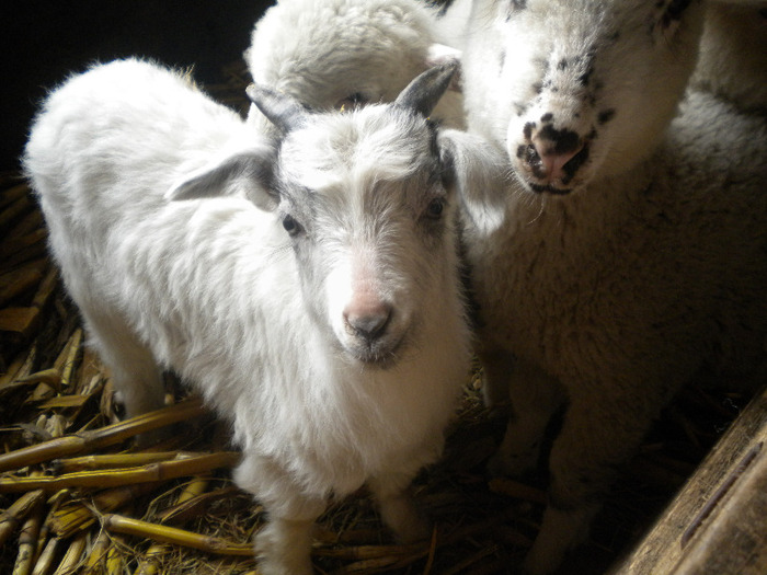 Hai,alinierea si atentie.... - animale si pasari