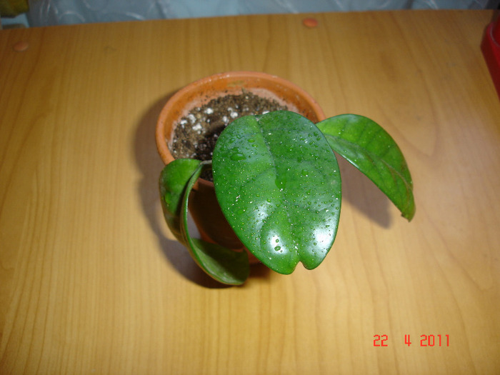 DSC01232 - Hoya Fungii