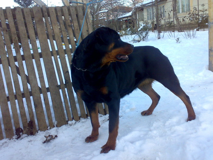 040220111875 - rottweiler