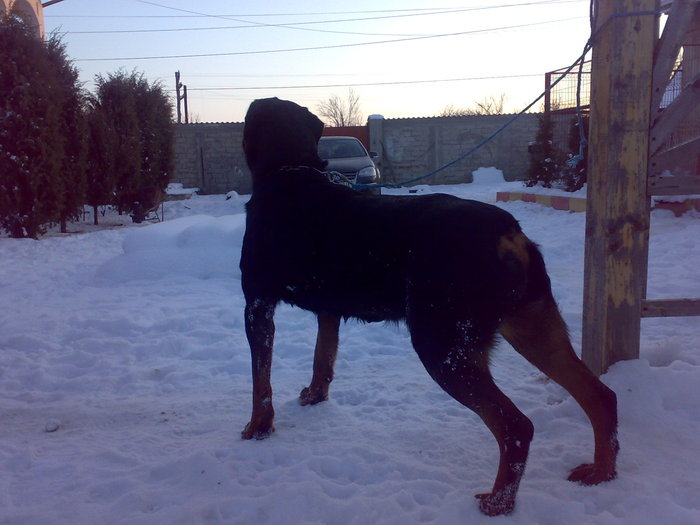 040220111892 - rottweiler