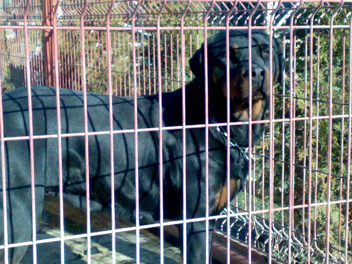 111220101664 - rottweiler