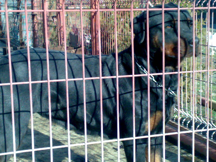 111220101665 - rottweiler