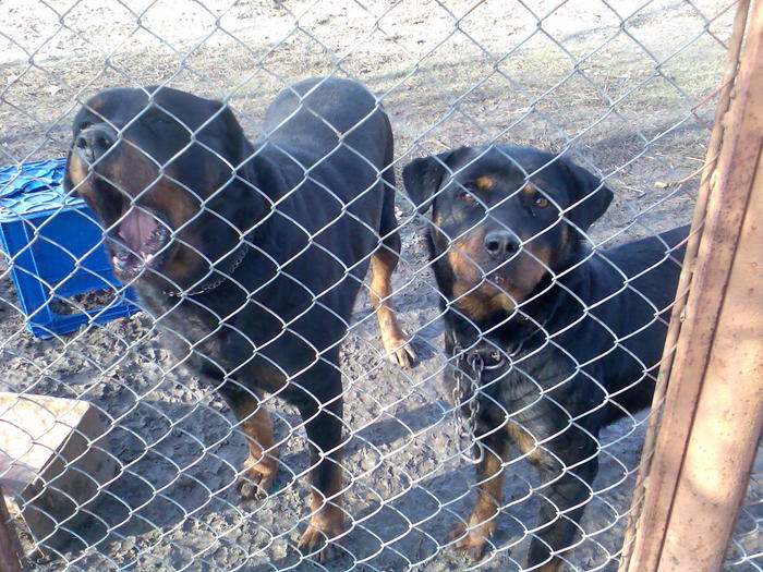 Imag347 - rottweiler