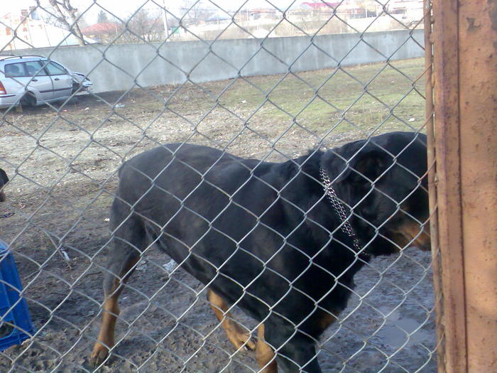 Imag348 - rottweiler