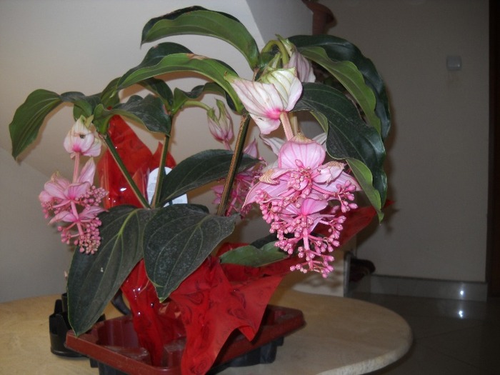 Medinilla magnifica - FLORI DIVERSE