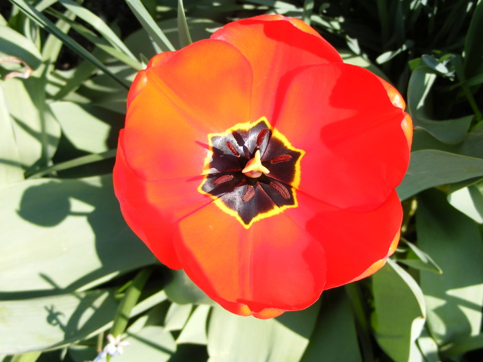 DSCF6367