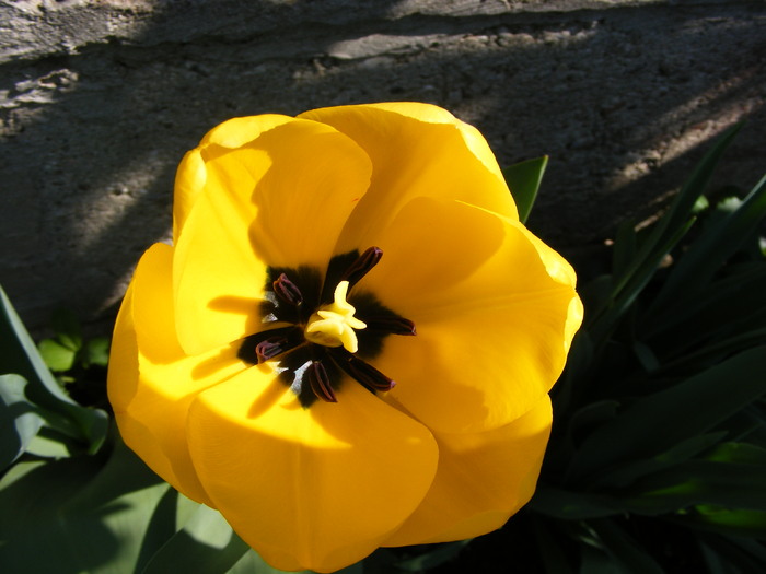 DSCF6376
