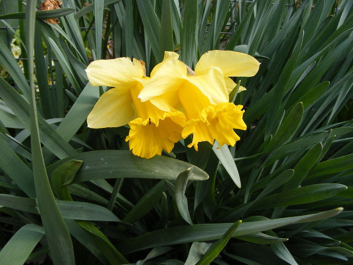DSCF6417