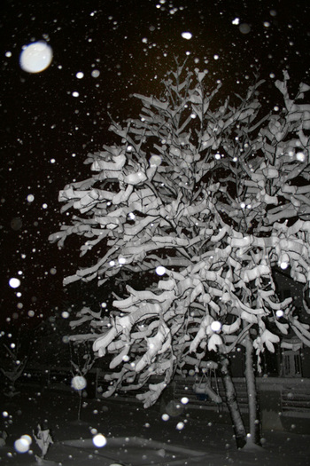 winter 2010