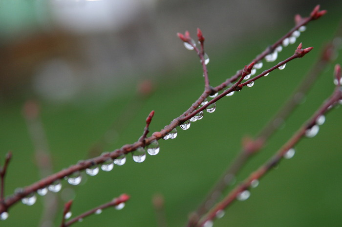 raindrops - just pictures