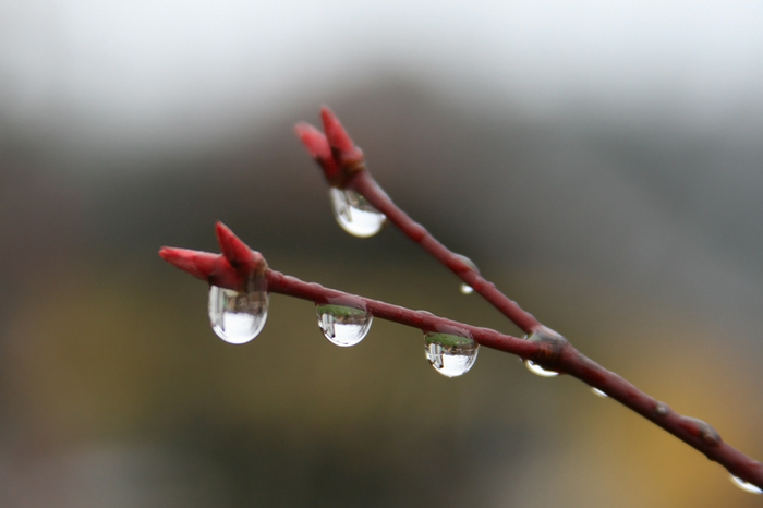 raindrops