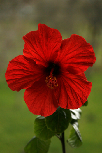 Hibiscus - plante 2010