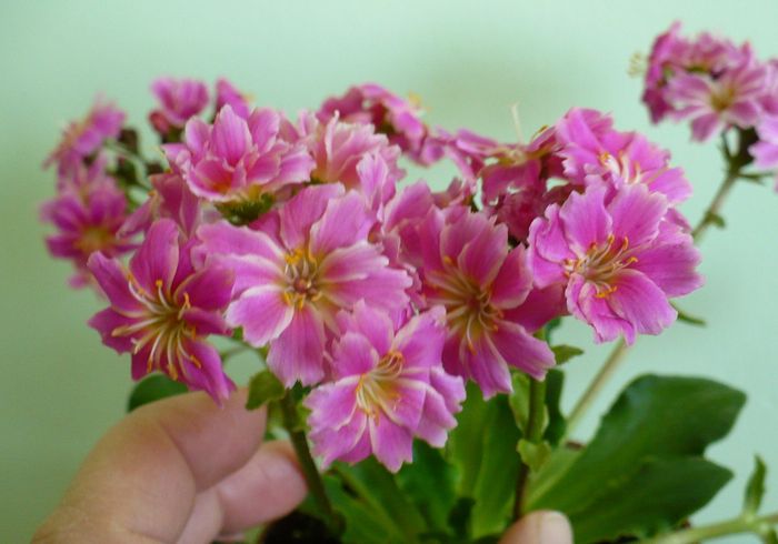 P1330482 - Lewisia