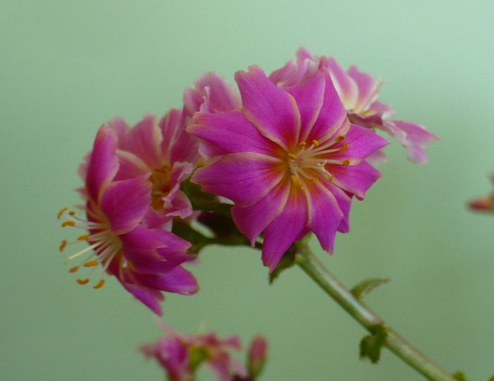 P1330487 - Lewisia