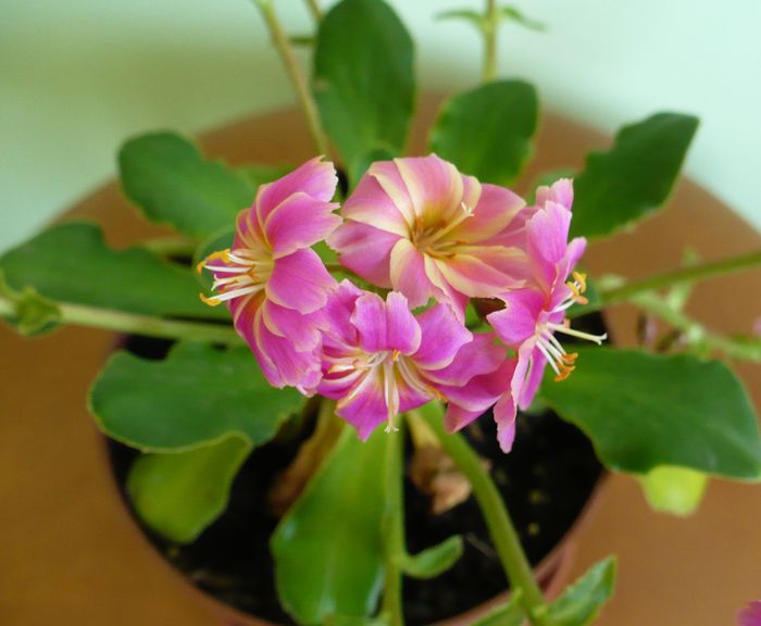 P1330490 - Lewisia