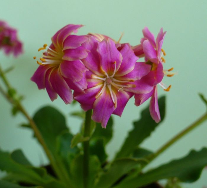 P1330491 - Lewisia