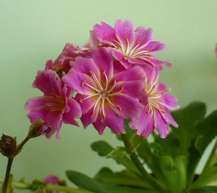 P1330500 - Lewisia