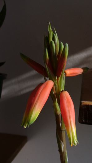Aloe humilis - floare. 2010 - Aloe
