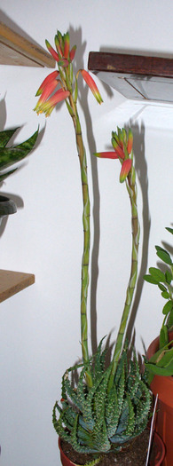 Aloe-humilis - inflorita. 2010 - Aloe