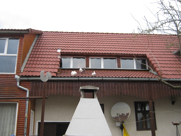 porumbeii pe casa mea